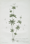 Le Muguet des Bois, ou Hepatique étoilée.