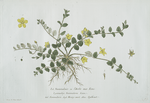 La Nummulaire, ou l'Herbe aux Ecus.