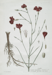 L'Oeillet.