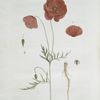 Le Pavot rouge, ou le Coquelicot.