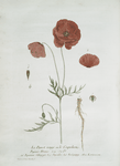Le Pavot rouge, ou le Coquelicot.