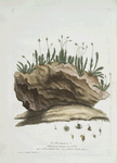 La Percemousse.