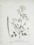 Le Persil des Jardins.