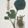 Le Pétasite Herbe aux Teigneux.