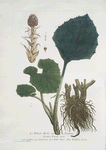 Le Pétasite Herbe aux Teigneux.
