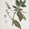 Le Raisin d'Amerique. Phytolacca.