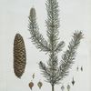 Le Picea, ou Sapin mâle.