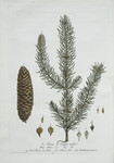 Le Picea, ou Sapin mâle.