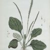 Le Grand Plantain, ou Plantain à Bouquet.