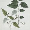 Le Poivre Long.