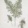 Le Polypode.