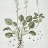 La Pyrole.
