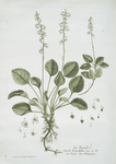 La Pyrole.
