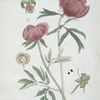 La Pivoine Mâle - La Pivoine Femelle.