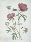 La Pivoine Mâle - La Pivoine Femelle.