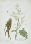 Le Rhapontic.