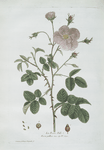 La Rose Pále.