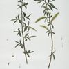 Le Saule Mâle et le Saule Femelle.