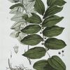 Le Sceau de Salomon.