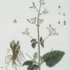 La Scrophulaire, l'herbe Du Siege.