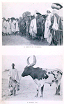A group of Tuaregs; A Bornu ox
