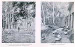 One of the communal rubber plantations (funtumia elastica), Benin city; A scene in Yorubaland