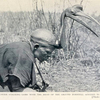 A Nigerian hunter stalking game with the head of the ground hornbill affixed to his forehead.