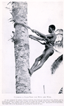 Climbing a palm - tree for nuts and wine.