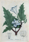 Datura Stramonium (Thorn apple).