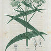 Eupatorium perfoliatum. (Thorough wort).