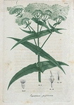 Eupatorium perfoliatum. (Thorough wort).