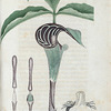 Arum triphyllum. (Dragon root).