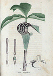 Arum triphyllum. (Dragon root).