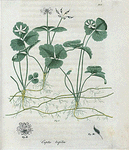Coptis trifolia. (Gold thread).
