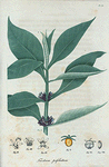 Triosteum petrfoliatum. (Fever root).