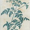 Conium maculatum. (Hemlock).