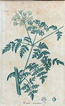 Conium maculatum. (Hemlock).