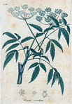 American maculata. (American Hemlock).