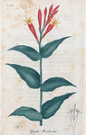Spigelia Marilandica. (Carolina Pink root).