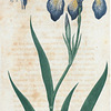 Iris versicolor. (Blue Flag, or Flower de luce).