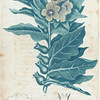 Hyoscyamus niger. (Henbane).