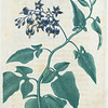 Solanum dulcamara. (Bitter sweet).