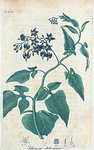 Solanum dulcamara. (Bitter sweet).