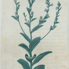 Lobelia inflata. (Indian tobacco).
