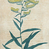 Solidago odora. (Sweet scented Golden rod).