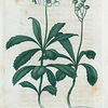 Pyrola umbellata. (Winter Green).