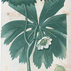 Podophyllum pelatum. (May Apple).