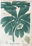 Podophyllum pelatum. (May Apple).