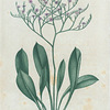 Statice Caroliniana. (Marsh Rosemary).