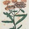 Asclepias tuberosa. (Butterfly weed).